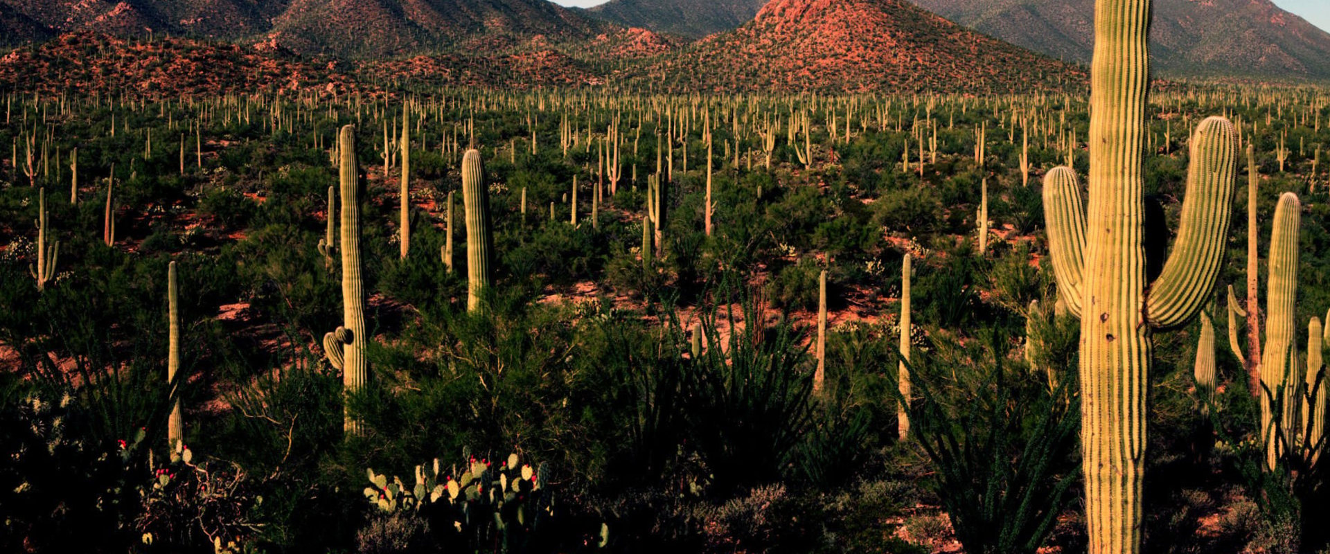 Moving to Tucson AZ: Everything You Need to Know